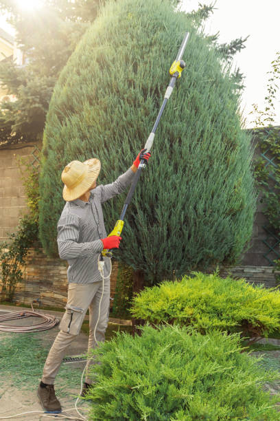 Best Hedge Trimming  in Beverly Hills, MI